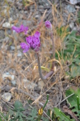 Allium dichlamydeum