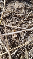 Sphaeropthalma marpesia