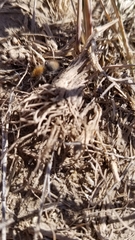 Sphaeropthalma marpesia
