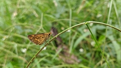 Taractrocera ceramas