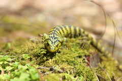 Abronia taeniata