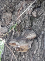 Agaricomycetes