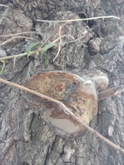 Agaricomycetes