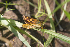 Carterocephalus mandan