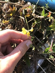 Lotus uliginosus