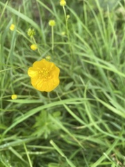 Ranunculus polyanthemos