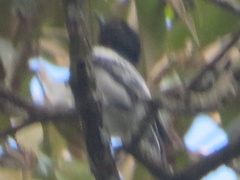 Melaniparus albiventris