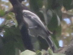 Melaniparus albiventris