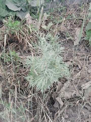 Artemisia