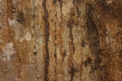 Baloghia inophylla