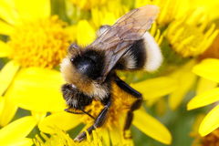 Bombus bohemicus