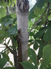 Aesculus hippocastanum