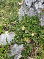 Potentilla clusiana