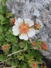 Potentilla clusiana
