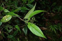 Viburnum integrifolium