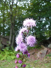 Liatris novae-angliae