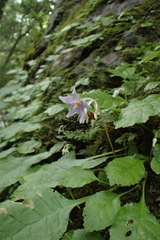 Conandron ramondioides