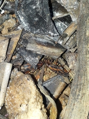 Metamasius hemipterus