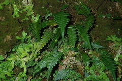 Blechnidium melanopus