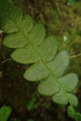 Blechnidium melanopus