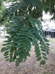 Robinia pseudoacacia