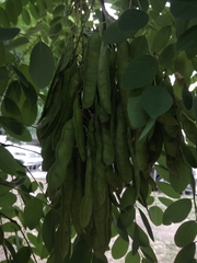 Robinia pseudoacacia