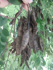 Robinia pseudoacacia