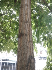 Robinia pseudoacacia