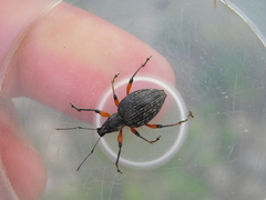 Otiorhynchus sensitivus