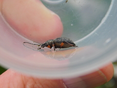 Otiorhynchus sensitivus