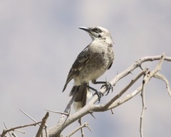 Mimus longicaudatus