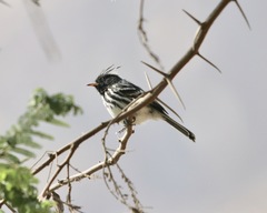 Anairetes reguloides