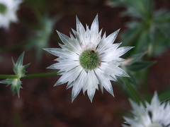 Eryngium lemmonii