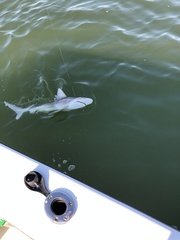 Carcharhinus plumbeus