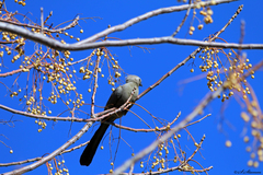 Corythaixoides concolor
