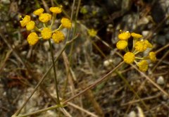 Bupleurum rigidum
