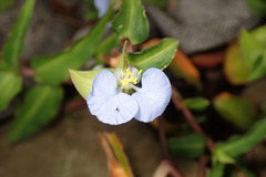 Commelina auriculata
