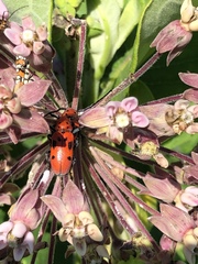 Tetraopes tetrophthalmus
