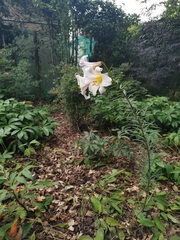Lilium regale