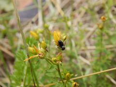 Cryptocephalus moraei