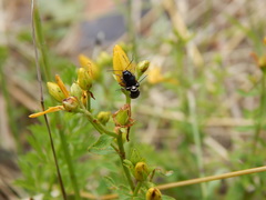 Cryptocephalus moraei
