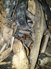 Metamasius hemipterus