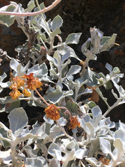 Eriogonum crocatum