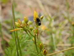 Cryptocephalus moraei