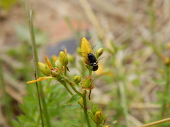 Cryptocephalus moraei