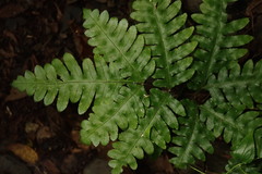Pteris amoena