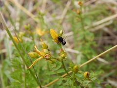 Cryptocephalus moraei