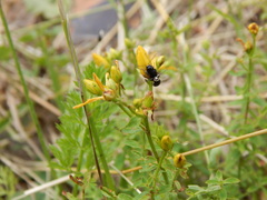 Cryptocephalus moraei