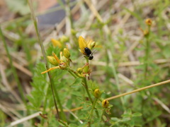 Cryptocephalus moraei