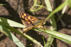 Carterocephalus mandan